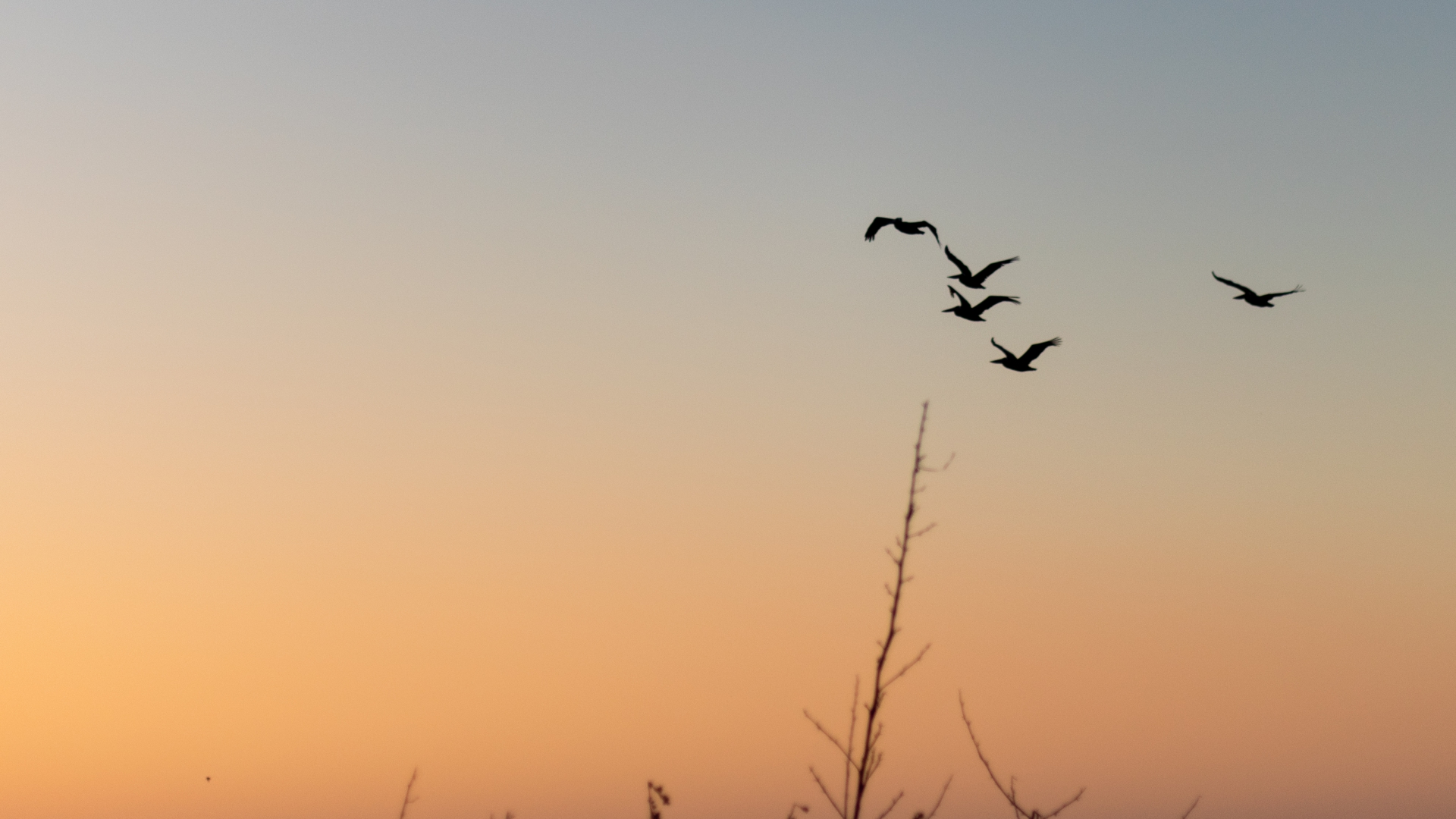 Pelícanos Al Atardecer