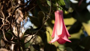 Flor del Copihue