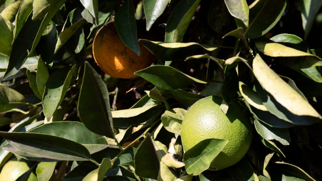 Naranjas